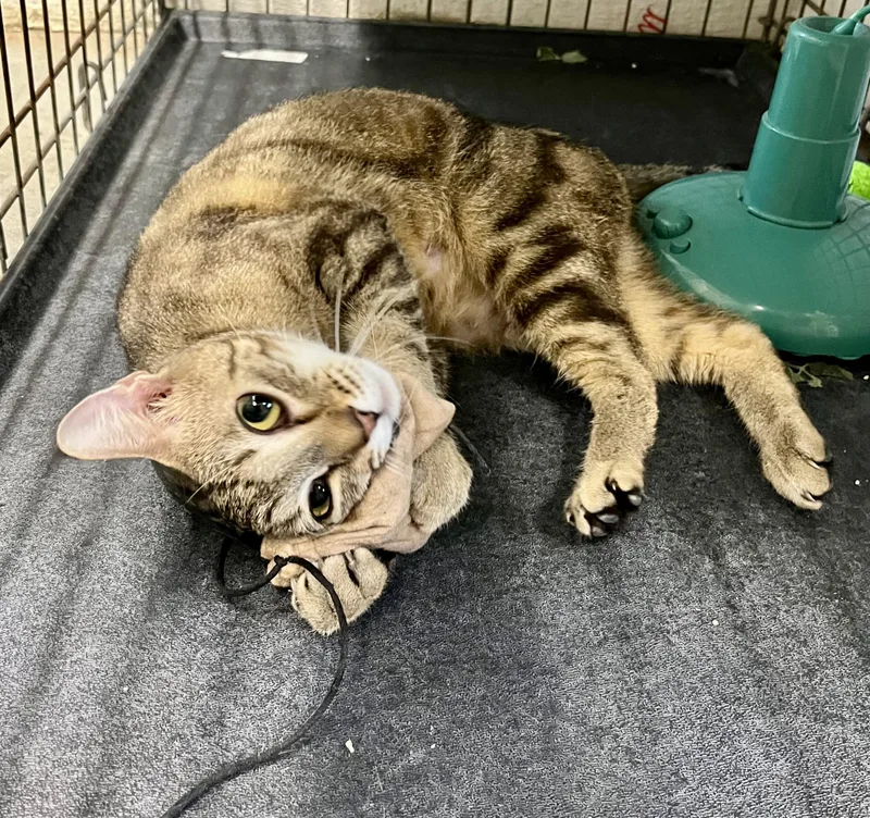 A young medium-sized female Tabby (Buff / Tan / Fawn) Domestic Short Hair cat named Kerry for adoption in Mansfield, CT