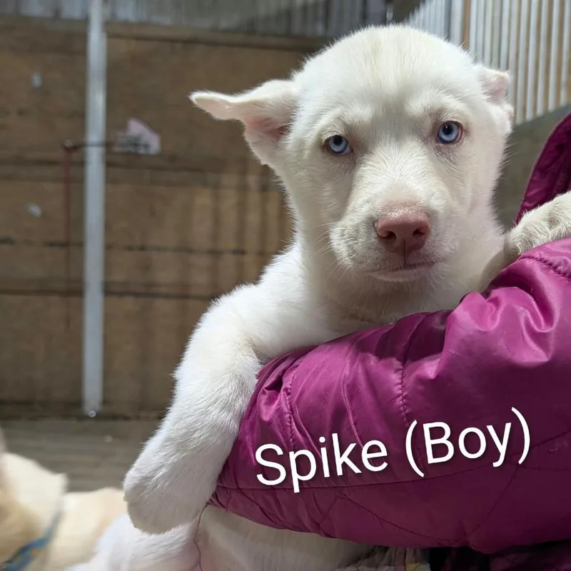 Spike thumbnail 2