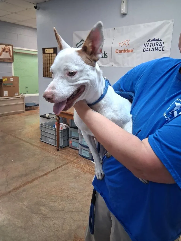 An adult large-sized female Pointer dog named Quinn for adoption in Brownwood, TX