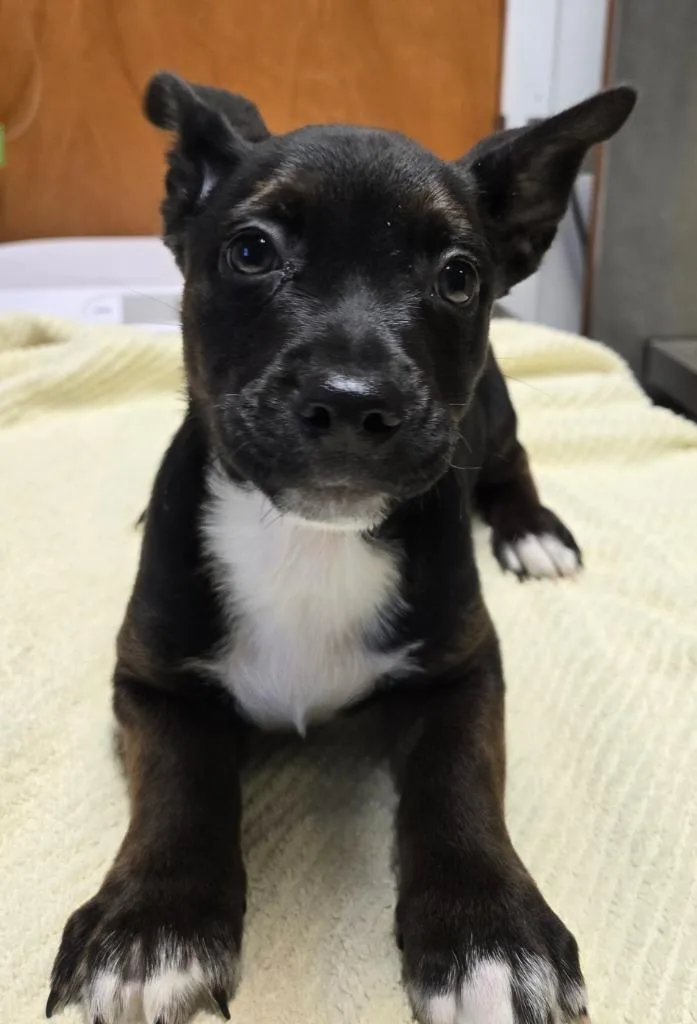 Otis
