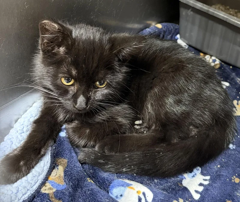 A young medium-sized male Black Domestic Short Hair cat named Lime for adoption in Elkins, WV
