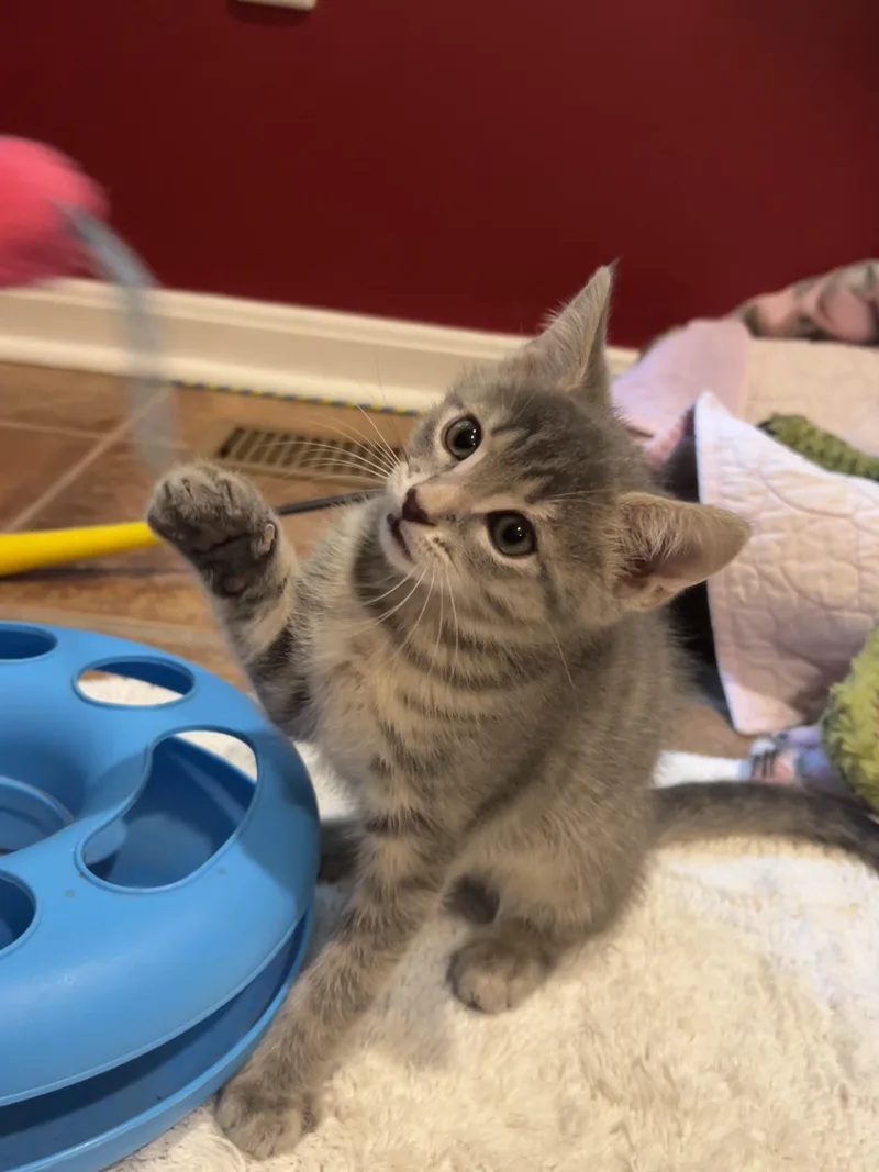 A baby medium-sized male Gray & White Tabby cat named Storm for adoption in Easton, MD