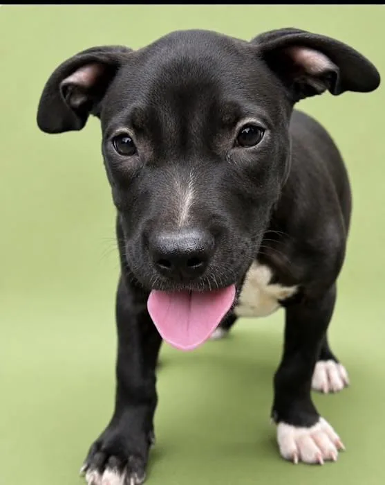 A baby medium-sized male Black Pit Bull Terrier dog named Ocean for adoption in Watertown, CT
