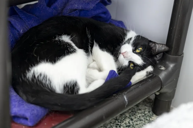 An adult medium-sized female Black & White / Tuxedo Domestic Short Hair cat named Eliza for adoption in Richland Center, WI