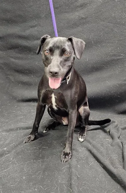 A young small-sized female Labrador Retriever dog named Oreo for adoption in Winter Haven, FL