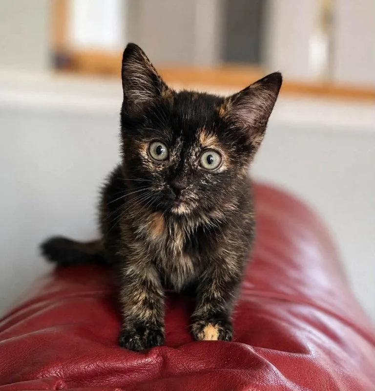 A young medium-sized female Tortoiseshell cat named Sassy for adoption in Knoxville, TN