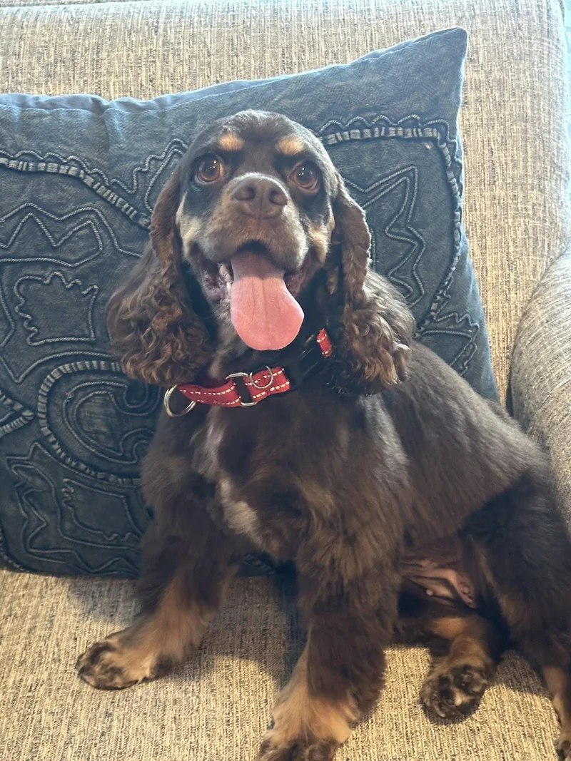 An adult small-sized female Cocker Spaniel dog named Georgia for adoption in Columbia, MD