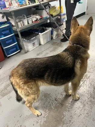 A senior large-sized female Brown / Chocolate German Shepherd Dog dog named Cookie for adoption in Sacramento, CA