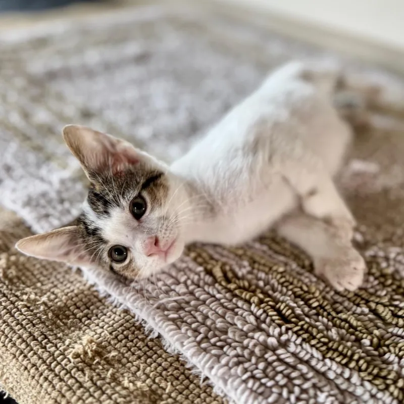 A baby small-sized male White Domestic Short Hair cat named Gendry for adoption in Fredericksburg, TX