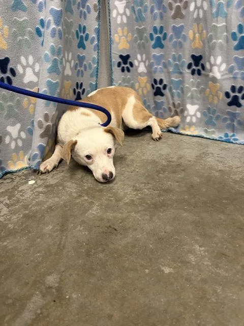 A young medium-sized female American Bulldog dog named Raven for adoption in Rosenberg, TX