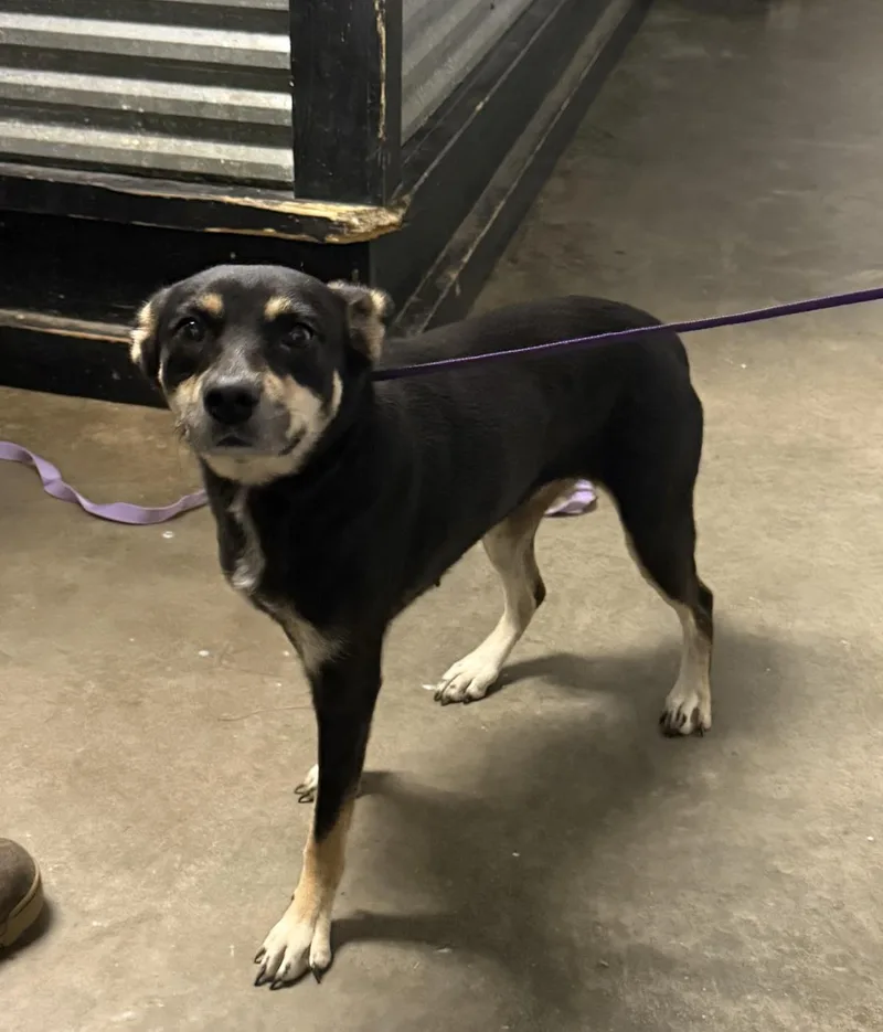 A young medium-sized male Chihuahua dog named Susan for adoption in Ozark, AL