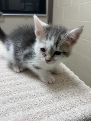 A baby small-sized male Domestic Short Hair cat named Crane for adoption in Westland, MI