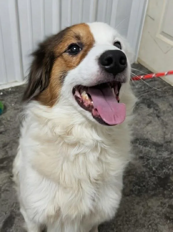A young medium-sized male Bicolor Australian Shepherd dog named Hank for adoption in Scottsburg, IN