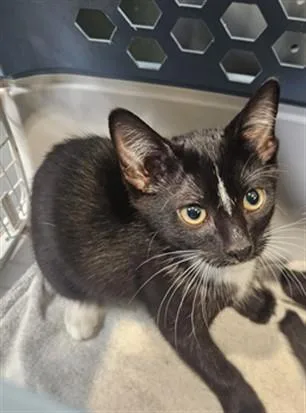 A baby medium-sized male Domestic Short Hair cat named Kevin for adoption in Los Angeles, CA