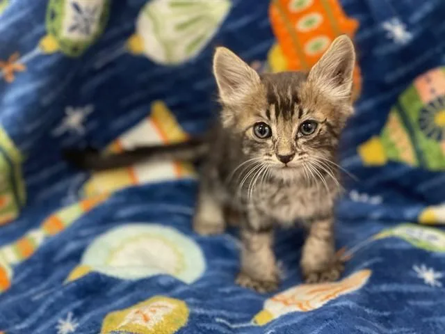 A baby small-sized male Domestic Short Hair cat named A for adoption in Moreno Valley, CA
