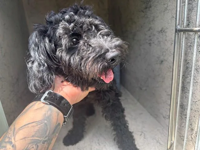 A young small-sized male Poodle dog named Mr. Doodle for adoption in Garland, TX