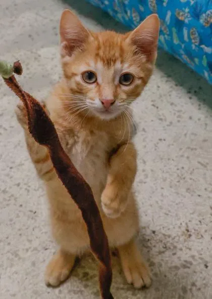 A baby medium-sized male Domestic Short Hair cat named Idaho for adoption in Verona, WI
