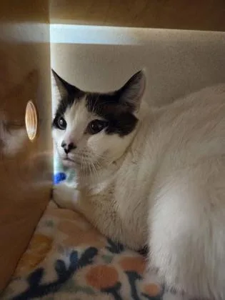 An adult small-sized female Snowshoe cat named Meah for adoption in Bellevue, WA
