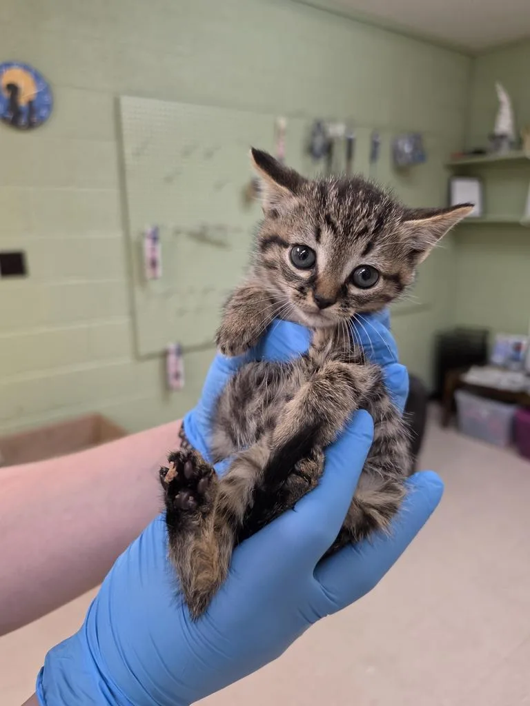 A baby small-sized female Domestic Short Hair cat named Imari for adoption in Burnsville, NC