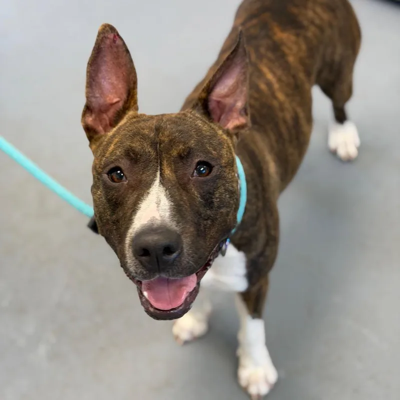 An adult medium-sized female Brindle Mixed Breed dog named Florence for adoption in Sarasota, FL
