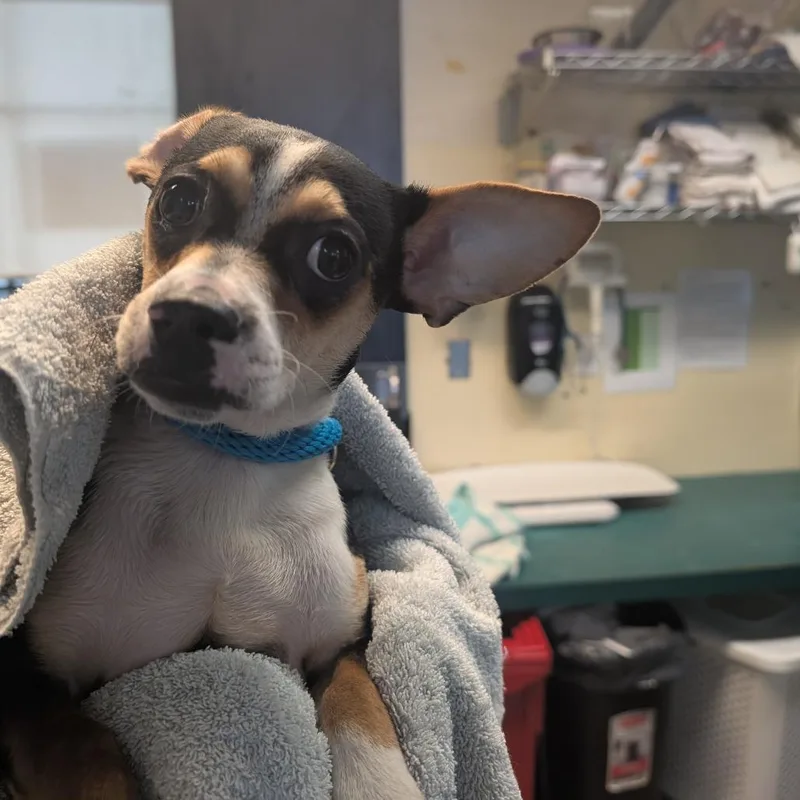 A young small-sized female Black Chihuahua dog named Bubbles for adoption in Pasadena, CA