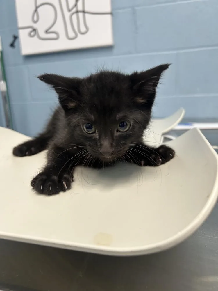 A baby small-sized male Black Domestic Short Hair cat named Island Burst for adoption in Evansville, IN