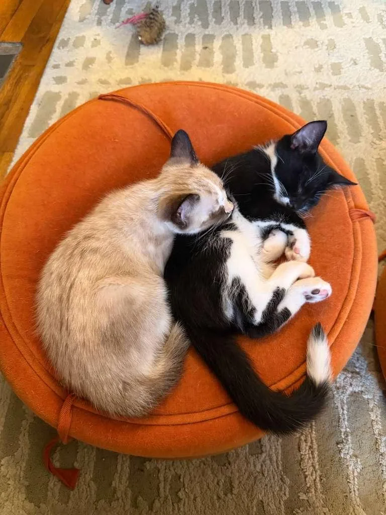 A baby medium-sized male Seal Point Domestic Short Hair cat named Pierogi and Ravioli for adoption in Brooklyn, NY