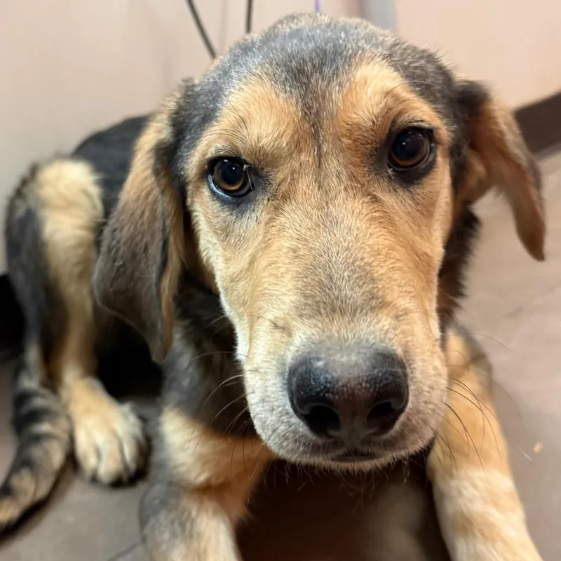 A young medium-sized female Brown / Chocolate Mixed Breed dog named Glamour for adoption in Flagstaff, AZ
