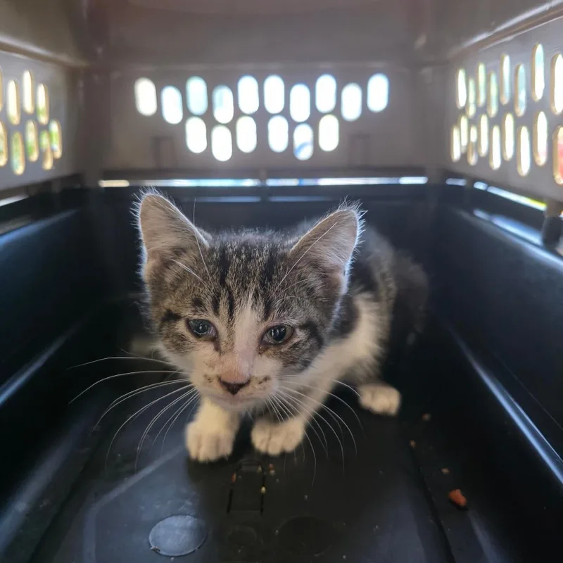 A baby small-sized male Black Domestic Short Hair cat named Blueberry for adoption in Watertown, NY