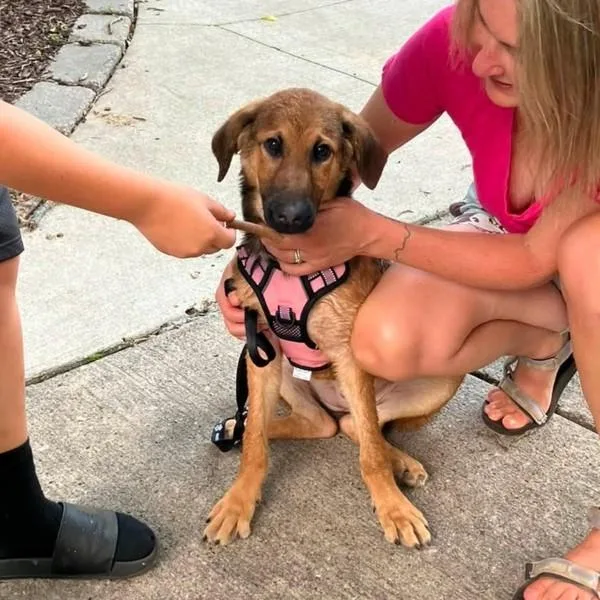 A baby small-sized female Terrier dog named Riley for adoption in Des Moines, IA