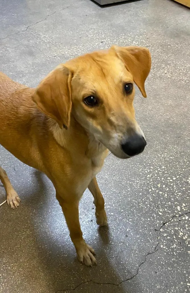 A young medium-sized female Mixed Breed dog named Honeycomb for adoption in Ocala, FL