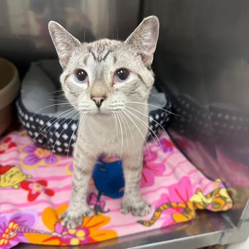 A young medium-sized male Cream / Ivory Domestic Short Hair cat named The Pumpkin King for adoption in Birmingham, AL