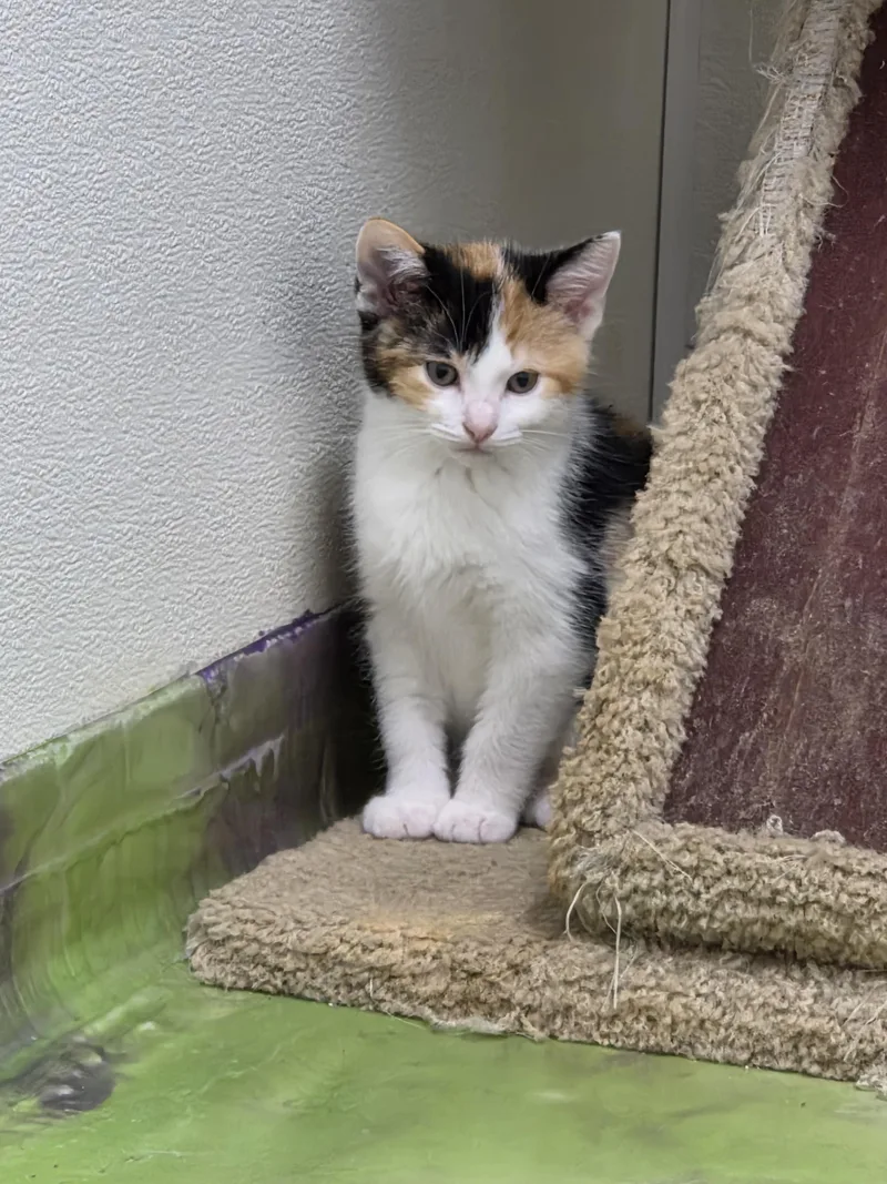 A baby medium-sized female Calico cat named Claira for adoption in Anna, IL