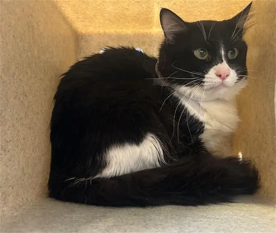 An adult medium-sized male Domestic Long Hair cat named Spot for adoption in Lancaster, CA