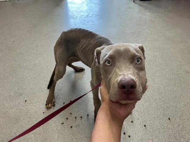 A young small-sized male Pit Bull Terrier dog named Joey for adoption in San Bernardino, CA