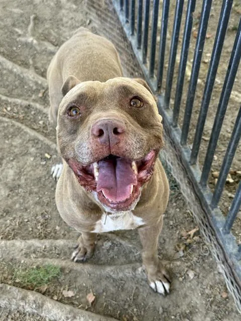 An adult large-sized male Pit Bull Terrier dog named Zeus for adoption in Riverside, CA