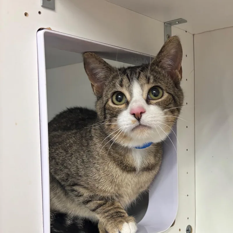 A young medium-sized male Brown / Chocolate Domestic Short Hair cat named Mark for adoption in Hamburg, NY