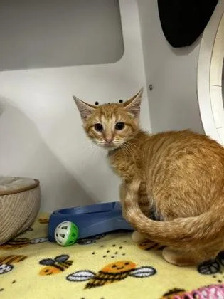 A baby small-sized male Domestic Short Hair cat named Pete for adoption in Westland, MI