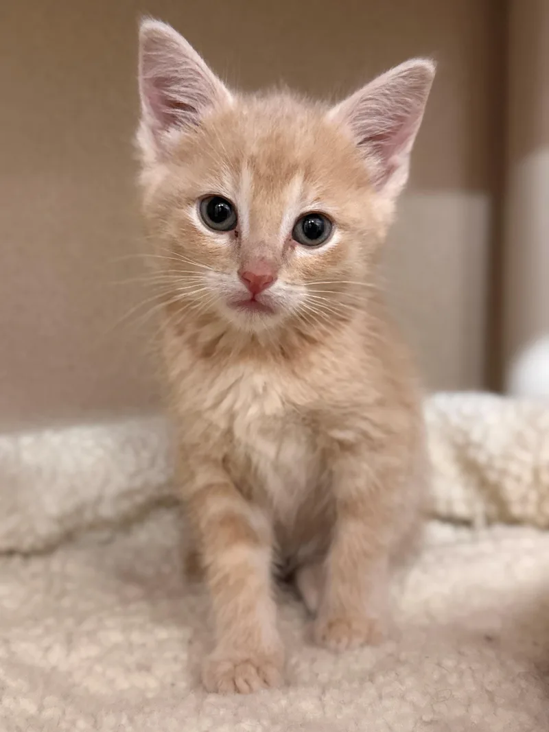 A baby small-sized female Buff / Tan / Fawn Domestic Short Hair cat named Ryvita for adoption in Hackensack, MN
