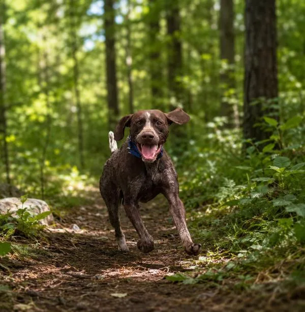 An adult medium-sized male German Shorthaired Pointer dog named Chase for adoption in Stratham, NH
