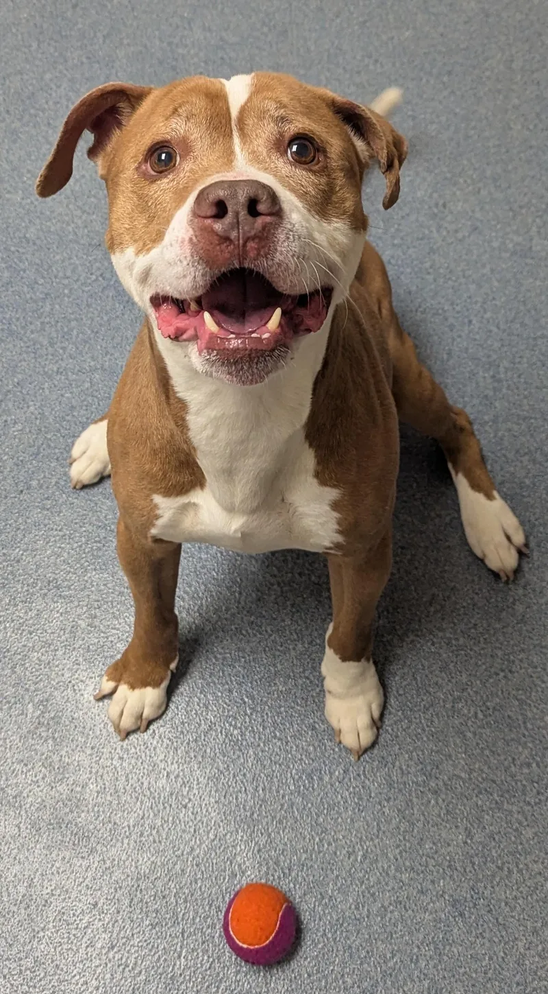 A senior medium-sized male Red / Chestnut / Orange Pit Bull Terrier dog named Lenny for adoption in Suffolk, VA