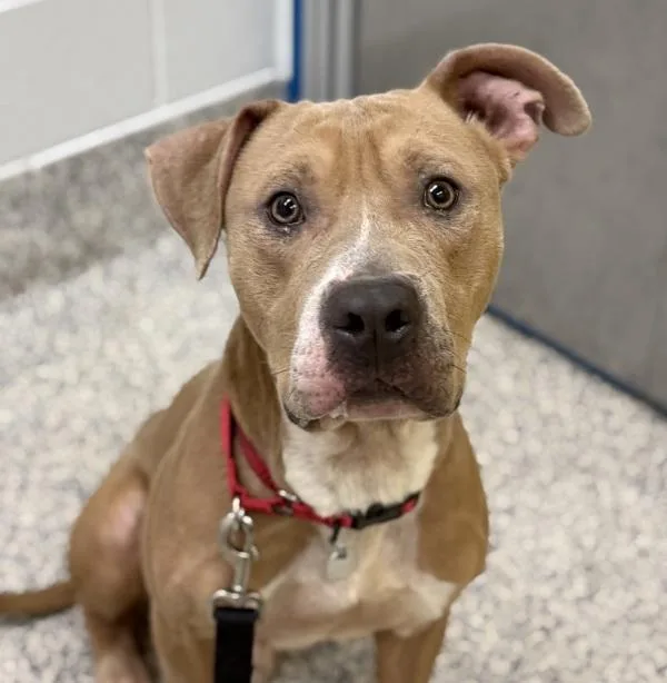 An adult medium-sized male Pit Bull Terrier dog named Mr. Valentine for adoption in Golden, CO