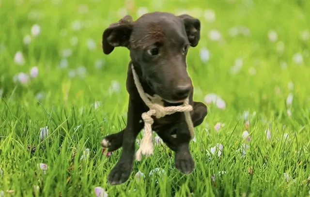 A baby small-sized female Pit Bull Terrier dog named Carolina for adoption in Lancaster, CA