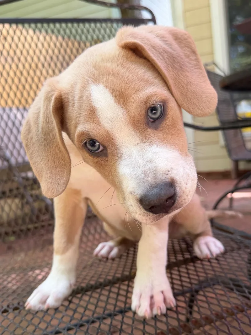 A baby large-sized male Apricot / Beige Golden Retriever dog named Tater Tot for adoption in Calera, AL