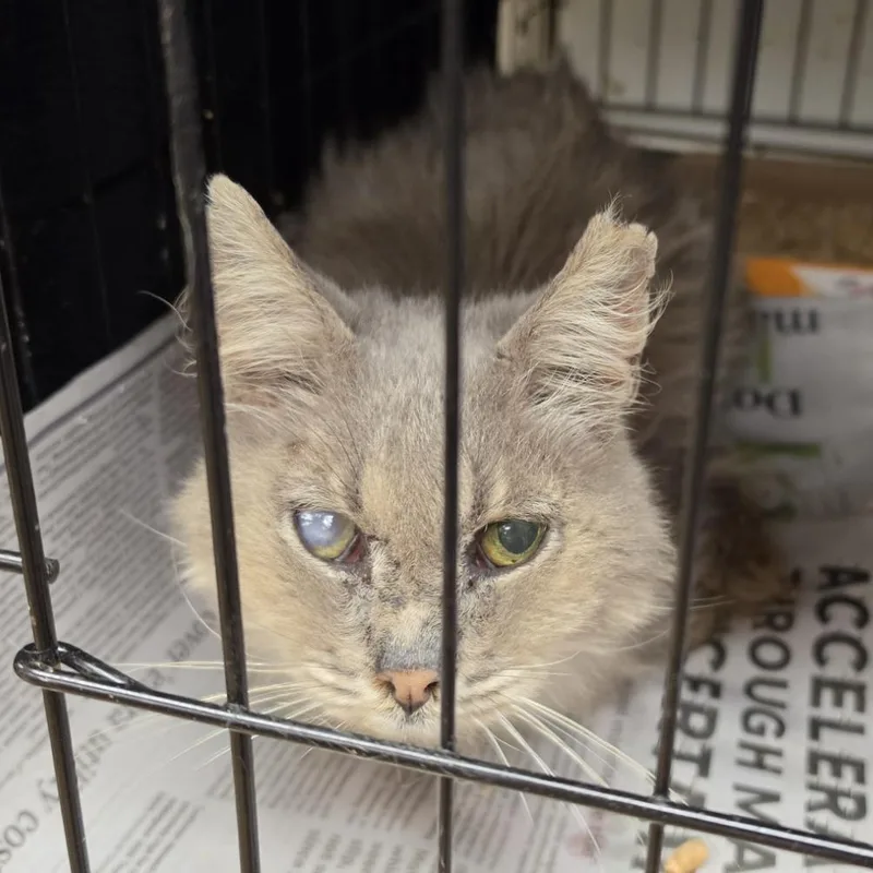 A senior small-sized male Domestic Medium Hair cat named Grandpa Ben for adoption in Canton, NC