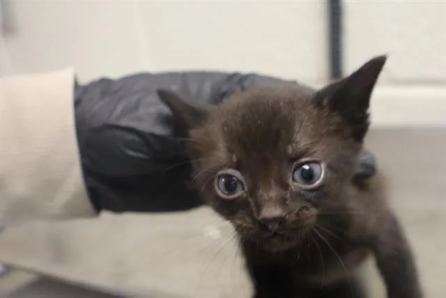 A baby small-sized female Domestic Short Hair cat named Scout for adoption in Columbia, SC
