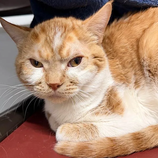 A young medium-sized male Domestic Short Hair cat named Cabezon  Bonded Buddy for adoption in Des Moines, IA