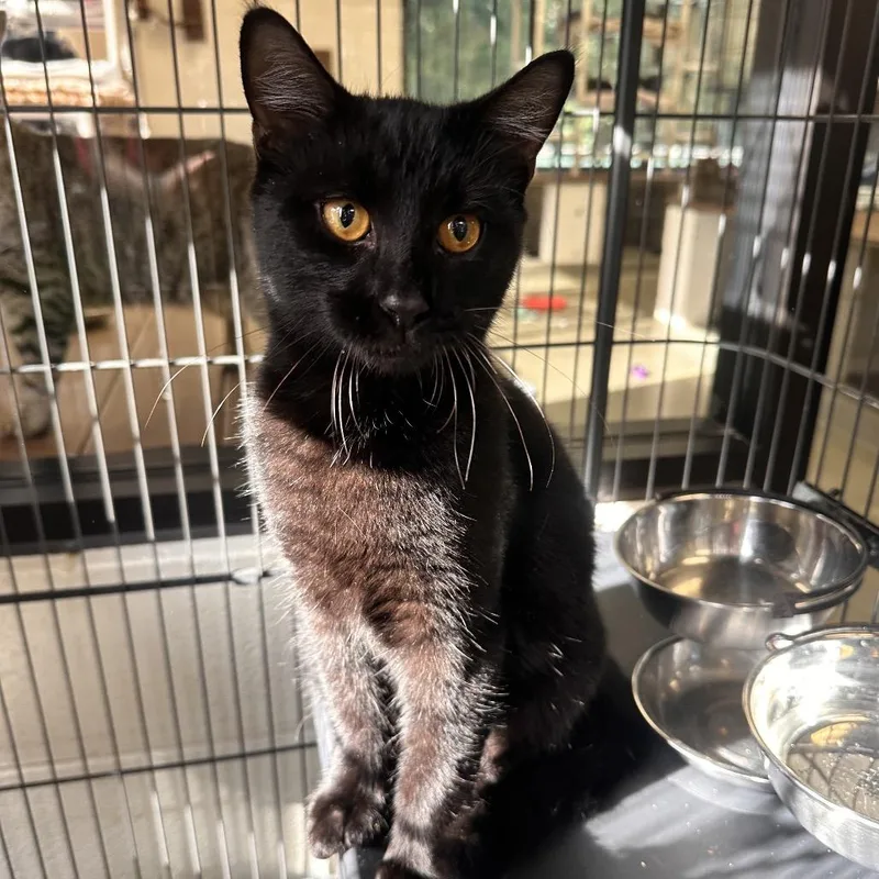 A young medium-sized male Black Domestic Short Hair cat named Big Worm for adoption in Rocky Mount, VA