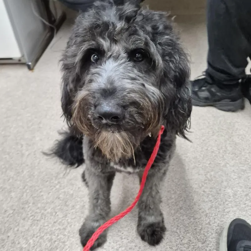 An adult medium-sized male Black Poodle dog named Rupert for adoption in Ardmore, OK
