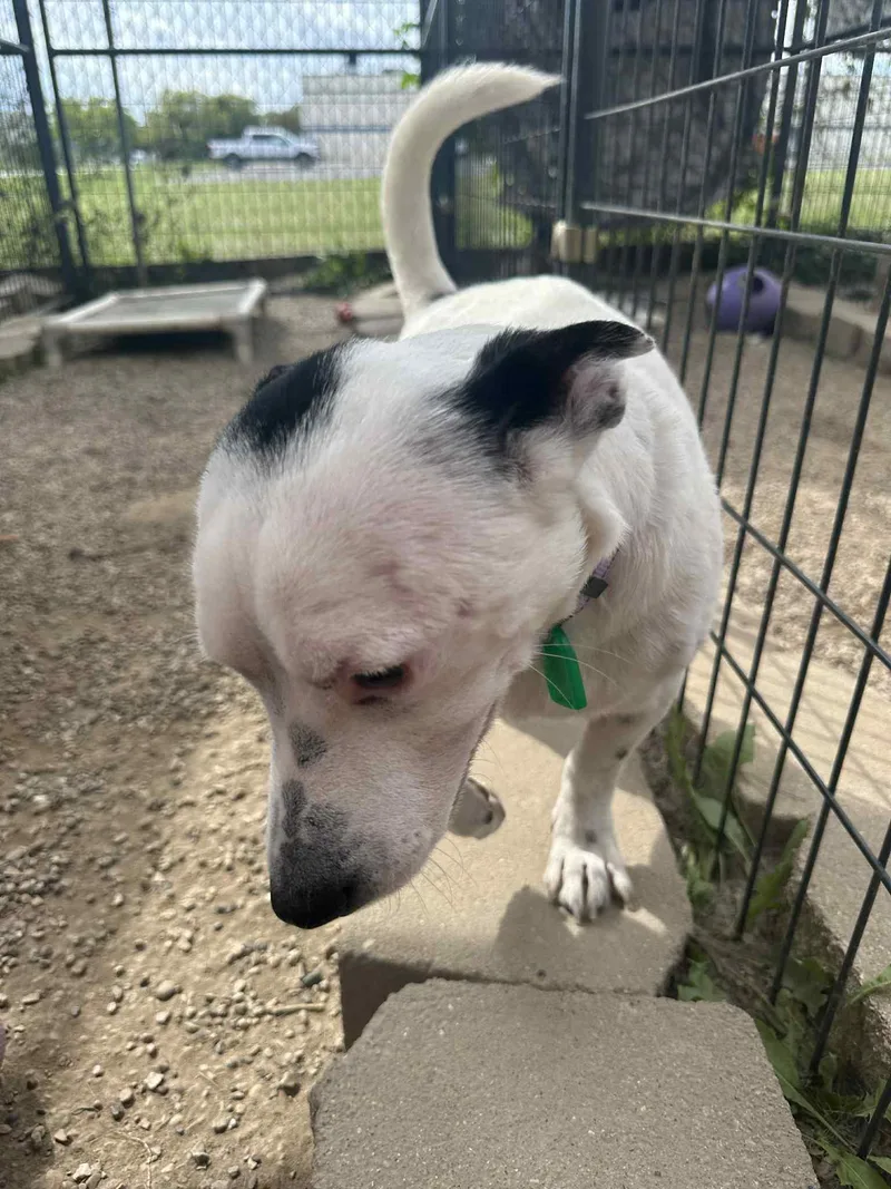 Paru Tony thumbnail 3